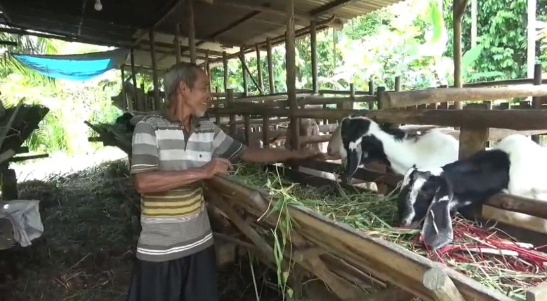  Penjualan Kambing Kurban di Muaro Jambi Lesu,  Harga  Sapi Masih Stabil 