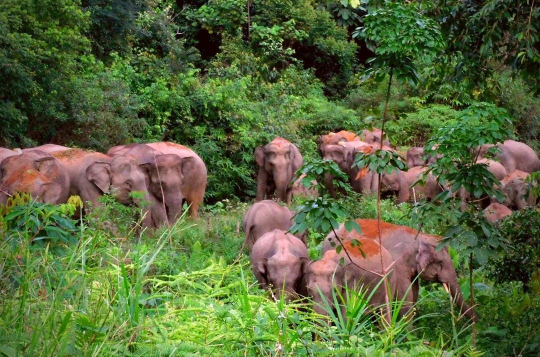 Gubernur Jambi Resmikan Pusat Informasi Konservasi Gajah di Tebo