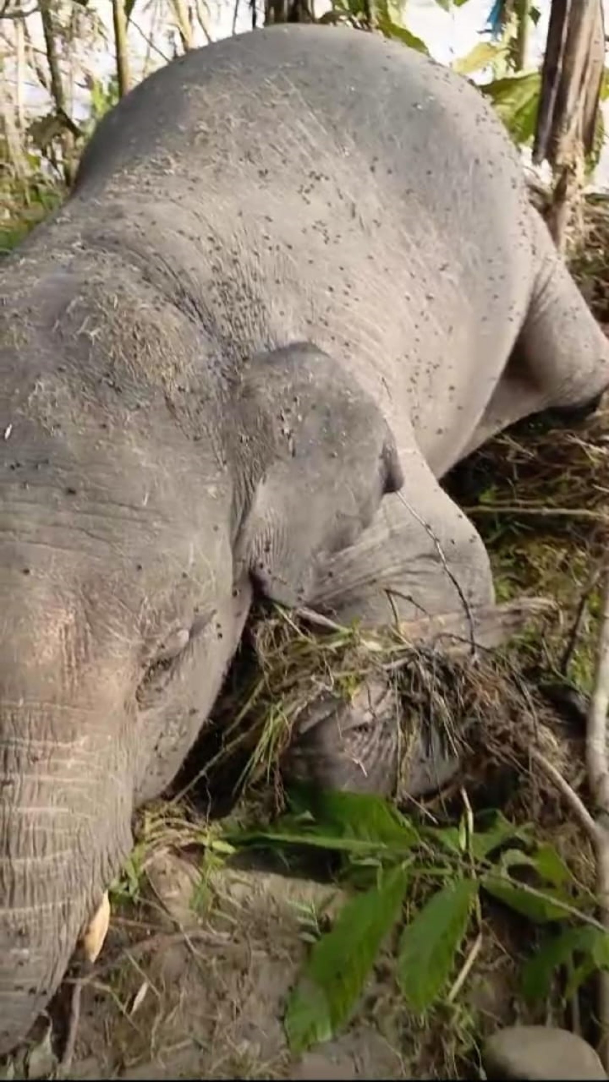 Heboh! Gajah Liar Hanyut Dibawa Banjir Bandang di Tabir Barat Merangin