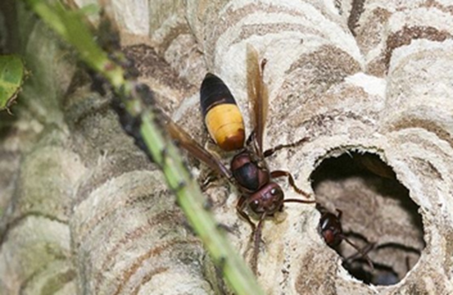 Kenali Ciri Tawon Vespa dan Cara Penanganannya yang Tepat