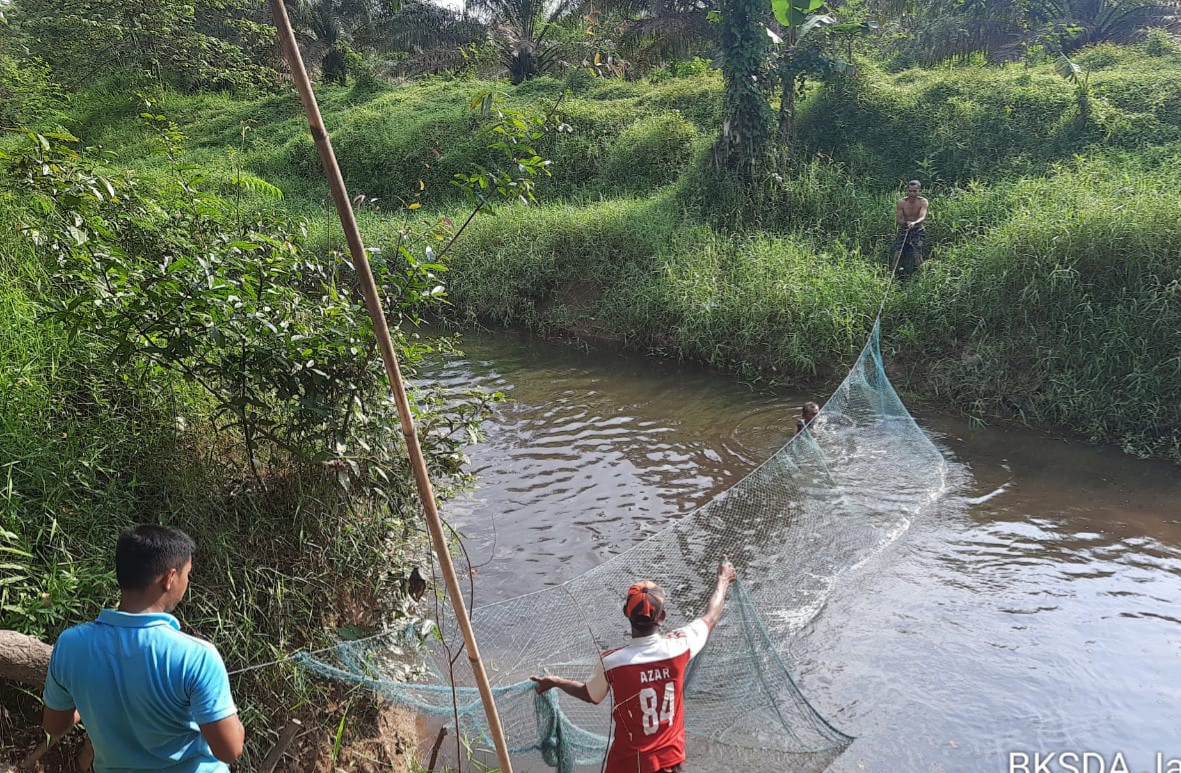 Tekendala Hujan, Upaya Evakuasi Buaya di Kemingking Dalam Dilanjutkan Besok