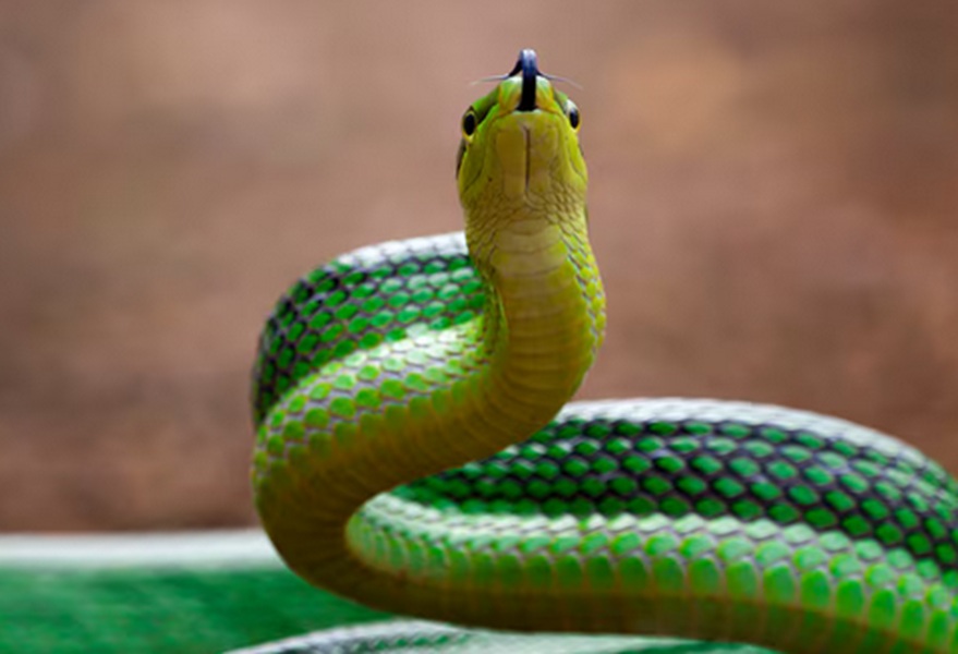 Jangan Anggap Sepele! Ternyata Ini Arti Mimpi Digigit Ular yang Bikin Banyak Orang Kaget