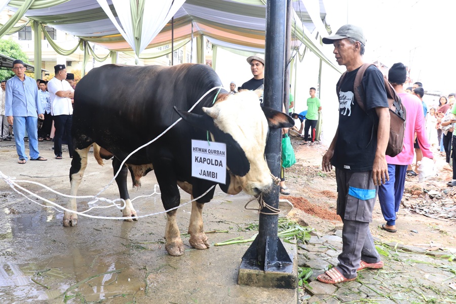 Kapolda Jambi Serahkan Hewan Kurban di Hari Raya Idul Adha