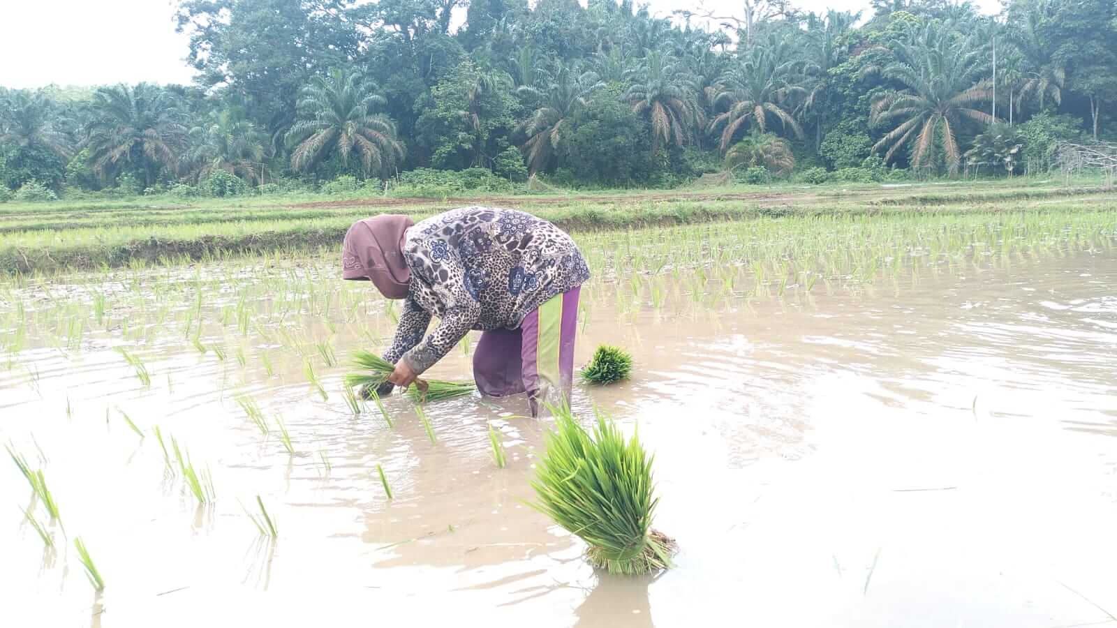 Tanam Padi Masih Manual, Petani Dusun Rantau Ikil Berharap Bantuan Alat Pertanian 