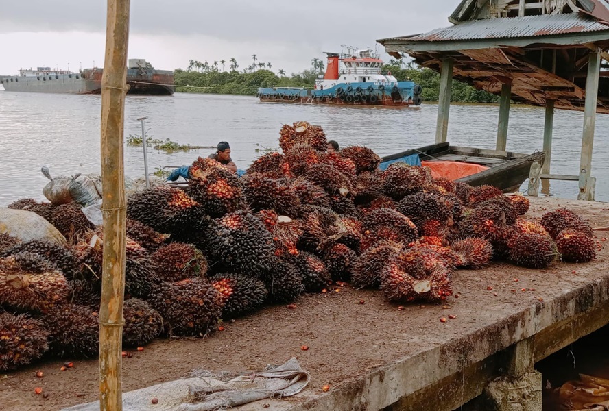 Simak Harga Komoditi Perkebunan di Tanjab Timur, Sawit Turun, Kelapa Dalam Naik