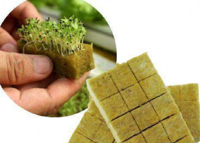 Seni Menyemai Hidroponik: Panduan Praktis Sukses Semai dengan Media Rockwool