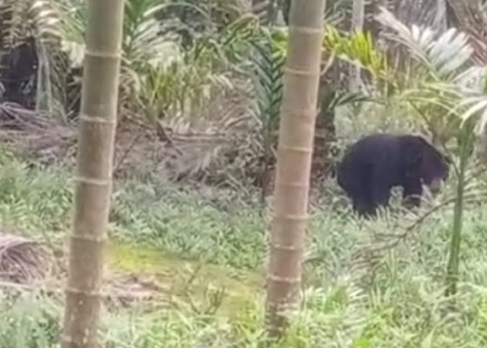 Heboh Penampakan Beruang Madu Berkeliaran di Betara Tanjab Barat, Warga Cemas