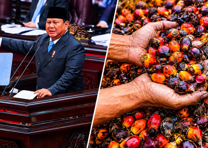 Harga TBS Sawit Bisa Lebih Stabil? Ini Penjelasan PP Baru Prabowo soal Ekspor CPO Lewat BUMN