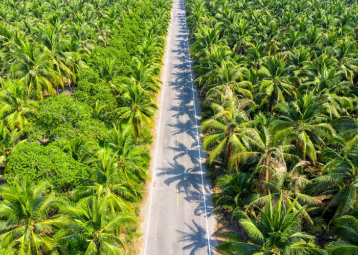 Naik! Ini Dia Update Harga Sawit Jambi untuk Periode 5 - 11 Desember 2025