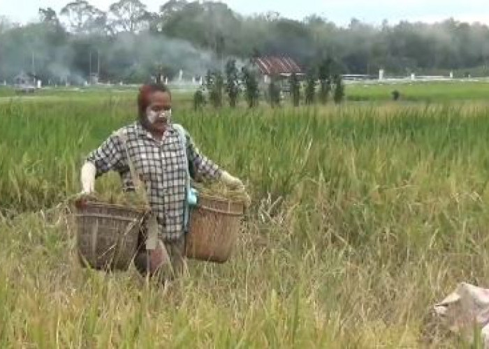 Kekeringan, Ribuan Hektare Padi di Muarojambi Terancam Gagal Panen 
