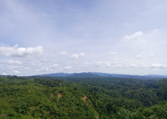 Walhi Bengkulu Minta Tambang Emas di Bukit Sanggul, Kabupaten Seluma Ditutup
