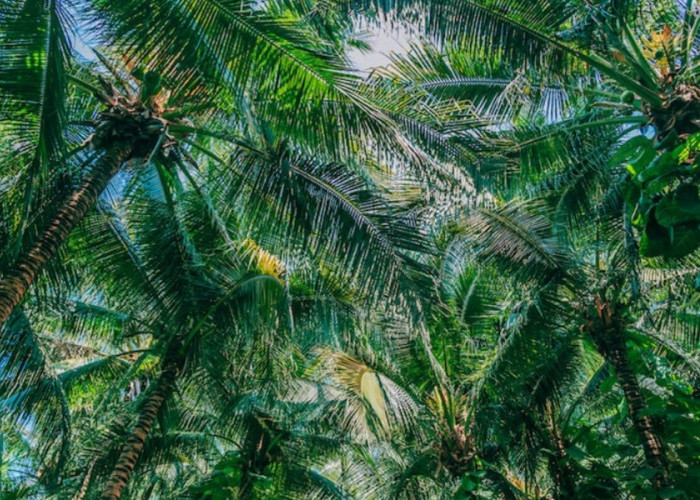 Nah! Ini Penjelasan Saksi Ahli pada Polres Muaro Jambi Terkait Keberadaan Tim 12 di Desa Betung