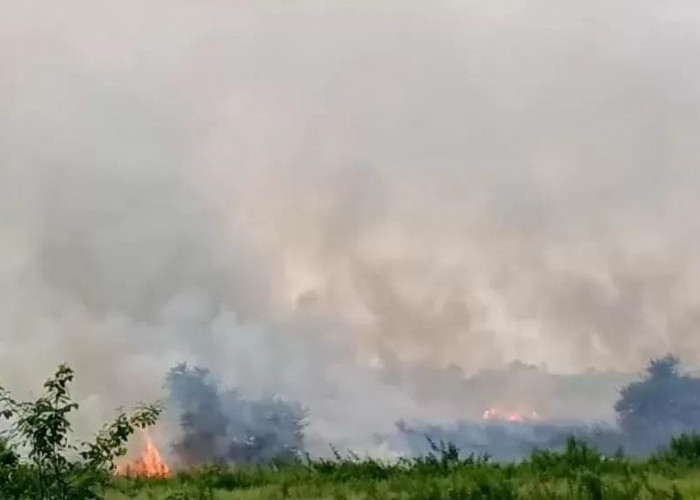 Waspada, 73 Desa di Murao Jambi Masuk Dalam Zona Rawan Karhutla,  BPBD : Maksimalkan Koordinasi