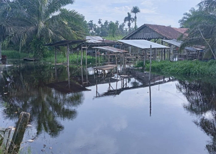 Warga Desa Suka Maju Tanjab Timur Resah! Jadi Langganan Banjir, Ancaman Hewan Buas Mengintai