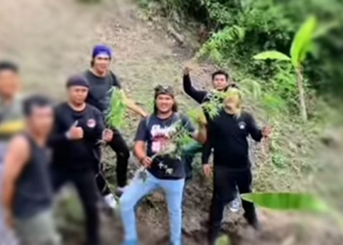 Polisi Temukan Ladang Ganja di Kerinci, 1 Orang Diamankan