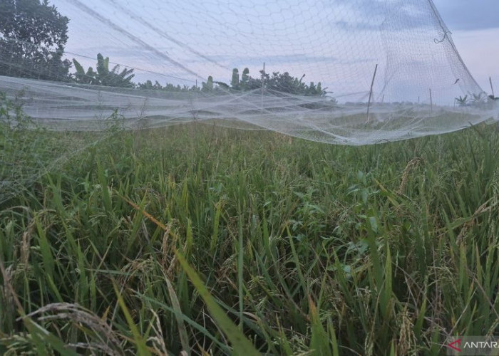 Kemarau Panjang, Petani Kota Jambi Tunda Masa Tanam