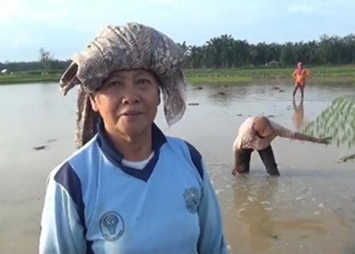 Musim Tanam, Petani di Muaro Jambi Berharap Dapat Bantuan Pupuk dan Penuntas Hama