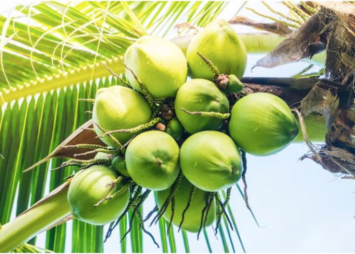 Rekomendasi Menu Berbuka Puasa dengan Bahan Dasar Kelapa Muda