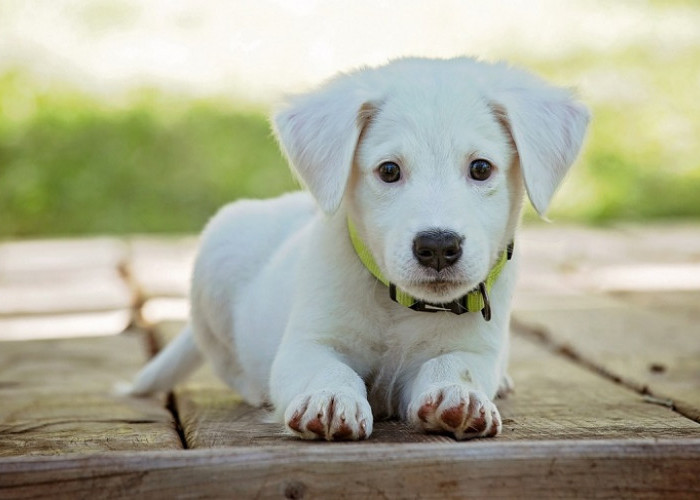 Tahun 2023, Ini Peruntungan untuk Shio Anjing, Rejeki Lancar, Soal Cinta Jangan Ditanya