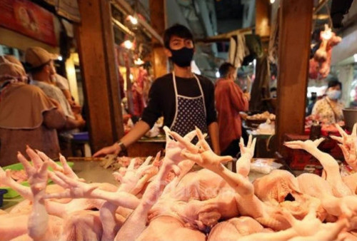 Indonesia Akan Ekspor Ayam dan Produknya ke Singapura