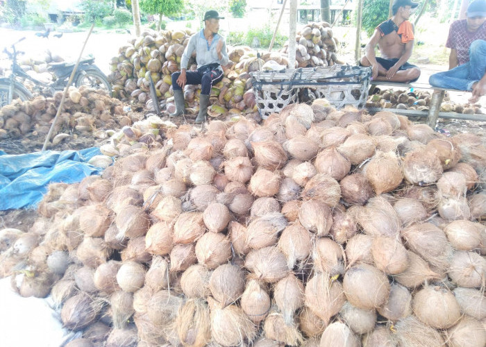  Jalur Ekspor Pasar Global Kelapa Dalam ke Malaysia, Kawasan Nipah Panjang Tanjab Timur