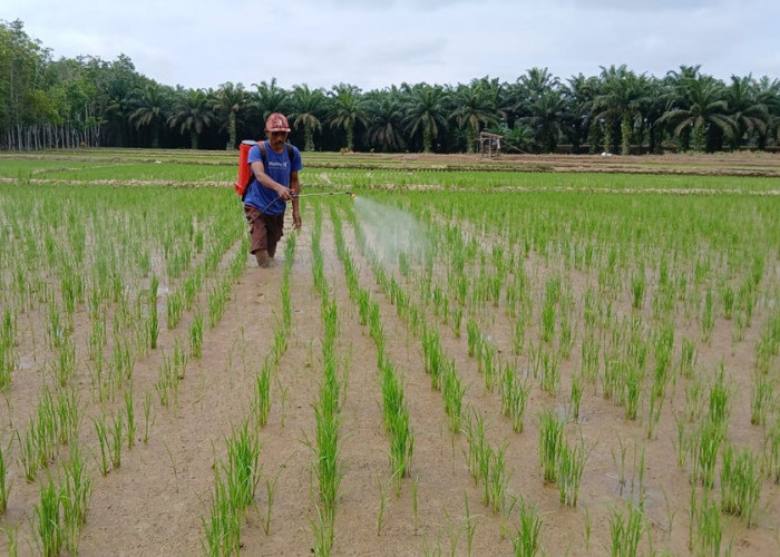 Jeritan Petani Bungo! 3 Musim Tanam Tanpa Pupuk Subsidi, Sawah 45 Hektare Terancam