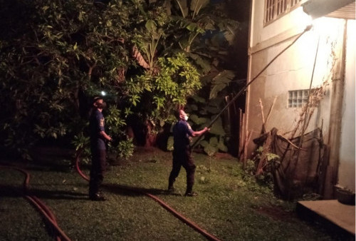 Membahayakan, Petugas Damkar Kota Jambi Evakuasi Sarang Tawon Vespa di Rumah Warga