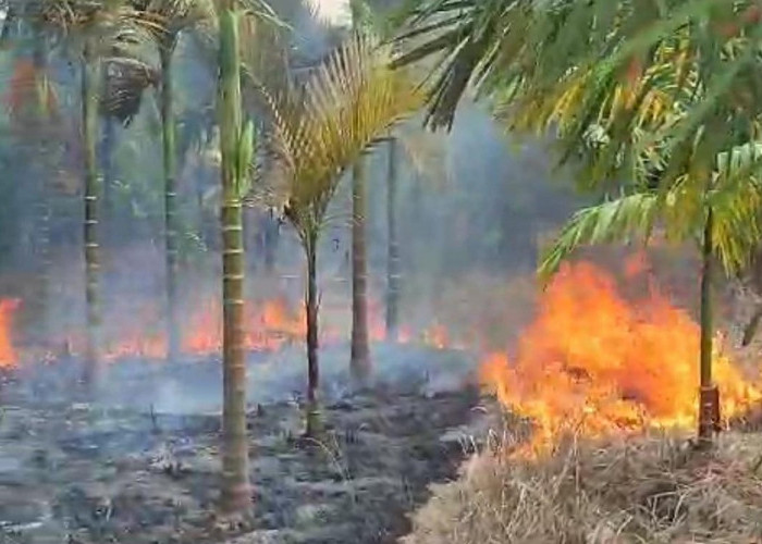  Si Jago Merah Ngamuk, Lahan Pinang di Bukit Baling Muaroi Jambi Hangus Terbakar