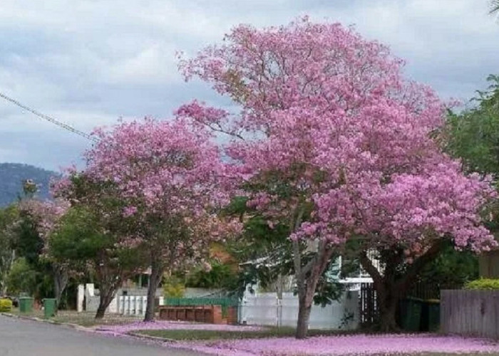 Solusi Hunian Sejuk! 7 Pohon Peneduh Estetik yang Aman untuk Fondasi Rumah Minimalis, Tips Sebelum Menanam