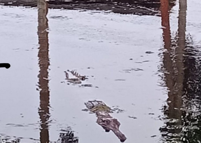 Warga Tanjab Timur Gelisah! Buaya Mulai Muncul di Dekat Pemukiman Pasca Banjir