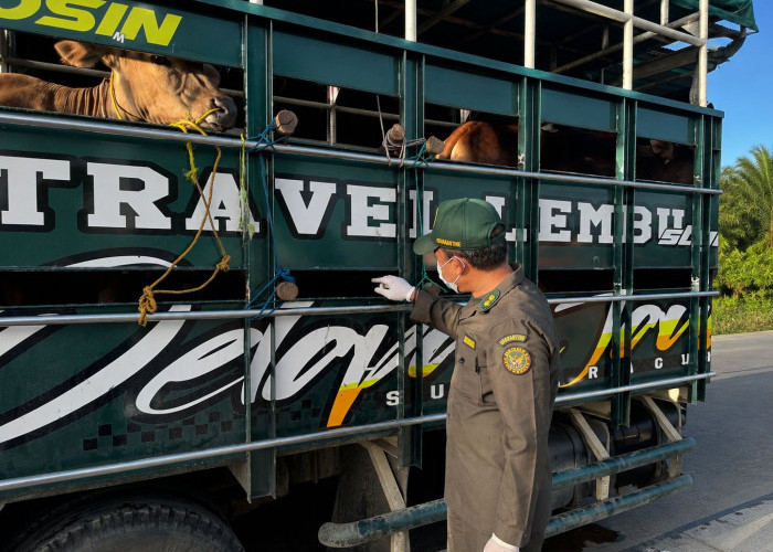 Wah! Lalu Lintas Hewan Kurban di Jambi Capai 24 Ribu Ekor