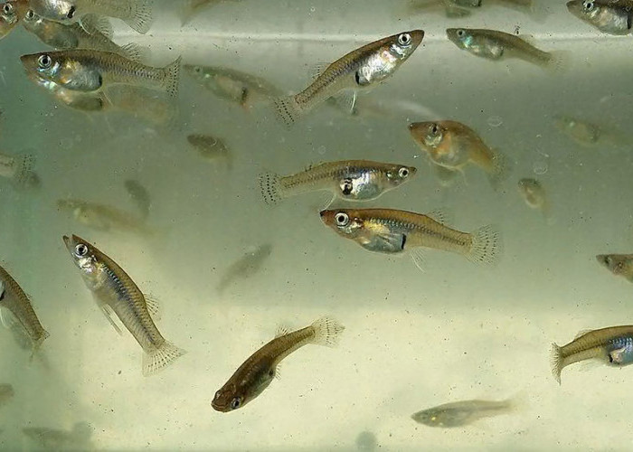Bukan Cuma Sapu-Sapu, Populasi Ikan Cere dan Guppy Meledak di Perairan Indonesia