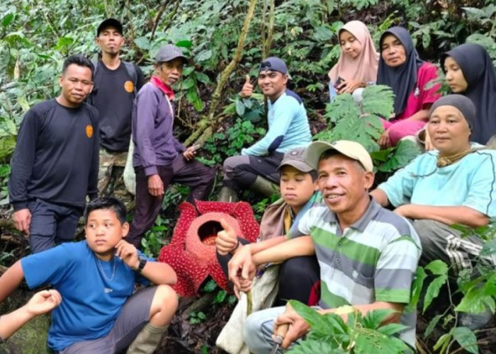 Warga Temukan Bunga Rafflesia di Agam Sumatera Barat, Sudah Mekar Sempurna