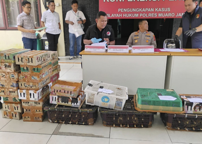 Nah! Edi Purwanto Ditangkap Satreskrim Polres Muaro Jambi, Kasus Penyelundupan Ratusan Burung Dilindung