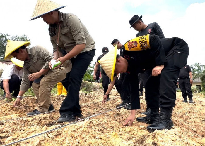 Brimob Polda Jambi Tanam Jagung di Sungai Bertam, Dukung Program Ketahanan Pangan Asta Cita Presiden Prabowo