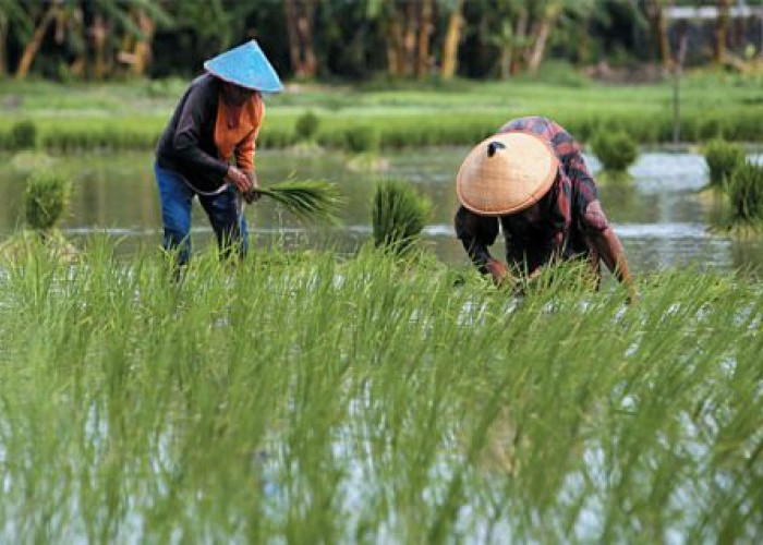 Pemkab Batang Hari Siap Tingkatkan Efisiensi Pengairan Sawah   