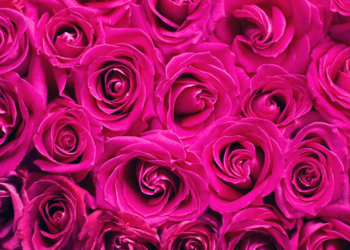 Simbol Cinta dan Romantisme, Ini 5 Rekomendasi Bunga yang Cocok untk Kado Valentine
