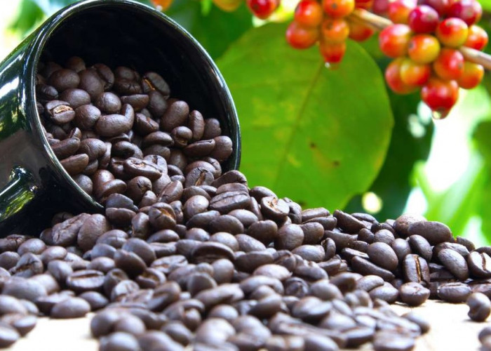 Menjelajah ‘Emas Hitam’ Jambi: Rahasia di Balik Sensasi Rasa Dunia Kopi Arabika Kerinci