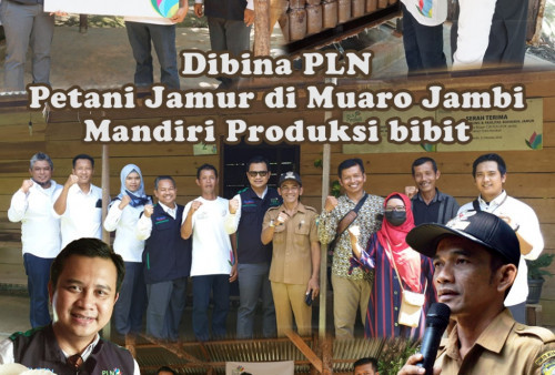 Dibina PLN, Petani Jamur di Muaro Jambi Mandiri Produksi Bibit Sendiri