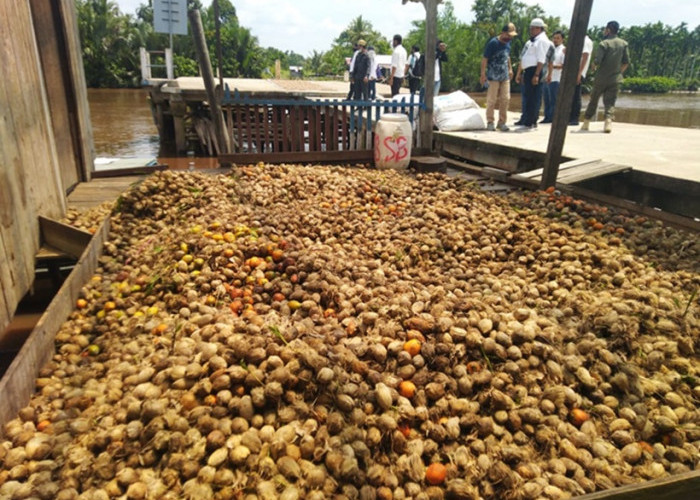 Jelang Lebaran 2025, Harga Pinang di Tanjab Timur Naik, Petani Sumringah