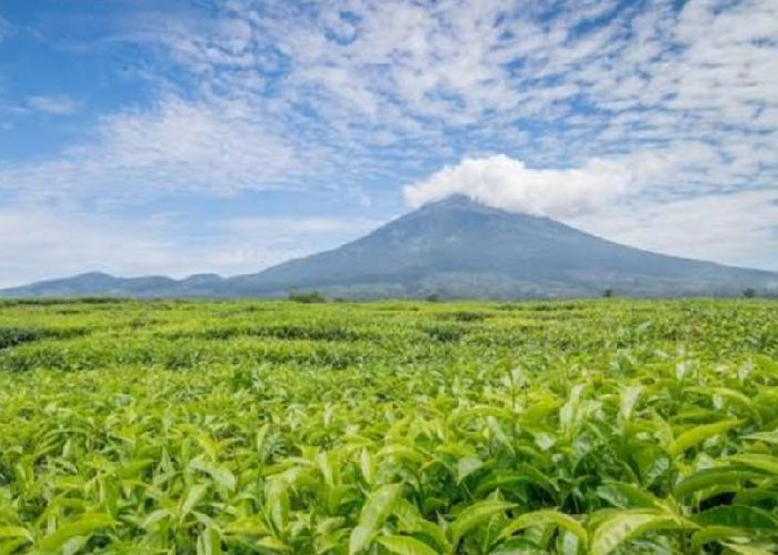 Inilah 10 Gunung Tertinggi di Pulau Sumatera, Nomor 1 Ada di Jambi 