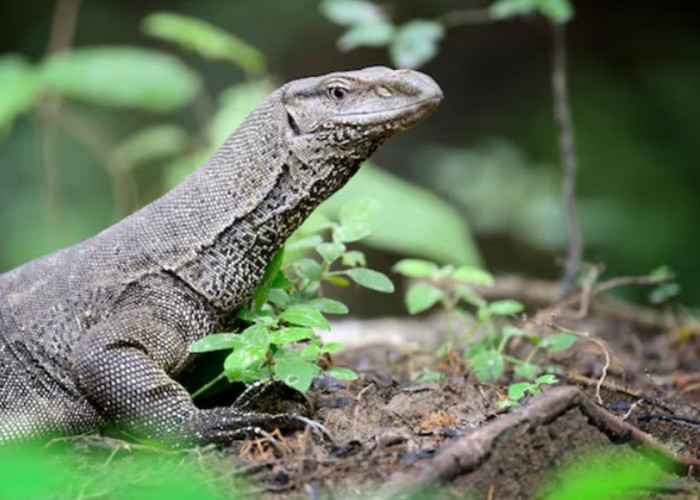 Tak Sekadar Komodo! Flores Ternyata Surga Tersembunyi Indonesia, dari Danau 3 Warna hingga Pantai Pink Langka