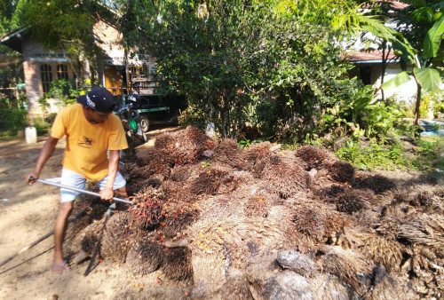 Harga TBS dan Pinang Kian Merosot di Tanjab Timur, Petani Pusing Tujuh Keliling