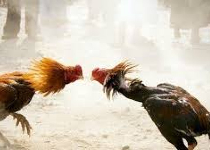 Warga Mendahara Tanjab Timur Resah Sabung Ayam, Petugas Langsung Turun ke Lokasi