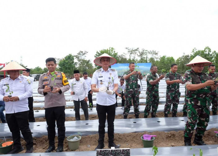 Pj Bupati Bachyuni Ikuti Tanam Cabai Serentak di Desa Bukit Baling 