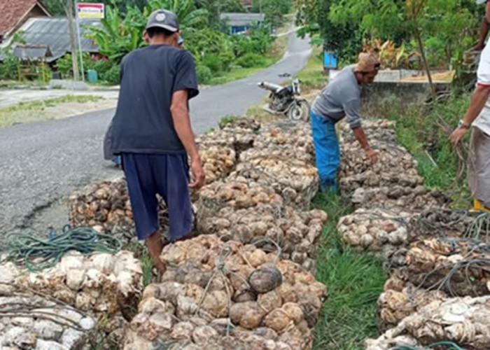 Libur Panjang Isra Miraj dan Imlek, Harga Karet di Kabupaten Bungo Naik, Petani Bersyukur