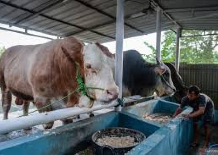 Sapi Berat 1 Ton Bantuan Prabowo untuk Masyarakat Batang Hari di Idul Adha  