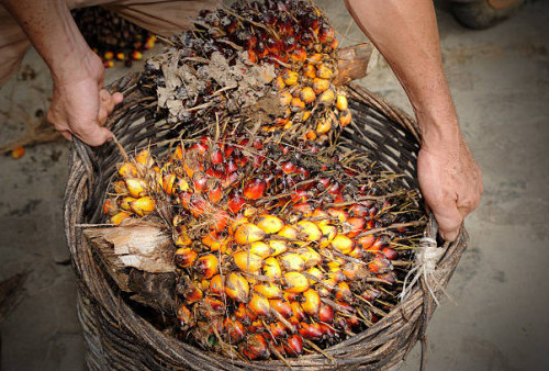 Harga TBS Ambyar, Petani Sawit di Kalimantan Mengeluh 