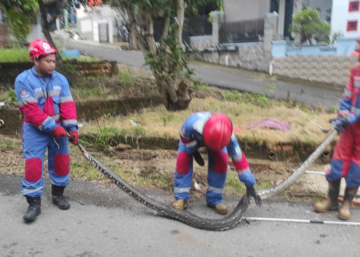 Warga Alam Barajo Kota Jambi Dibuat Geger dengan Kemunculkan Seekor Ular Sanca 
