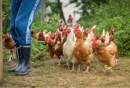 Malaysia Akan Larang Ekspor Ayam ke Asia dan Eropa